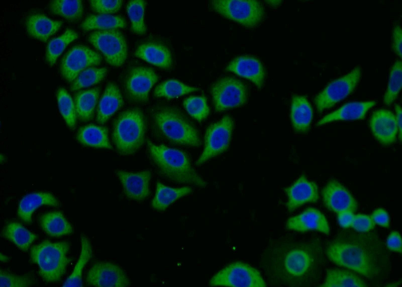 Immunofluorescent analysis of PC-3 cells using Catalog No:111902(KLK11 Antibody) at dilution of 1:25 and Alexa Fluor 488-congugated AffiniPure Goat Anti-Rabbit IgG(H+L)