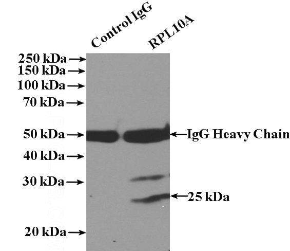 IP Result of anti-RPL10A (IP:Catalog No:114810, 4ug; Detection:Catalog No:114810 1:700) with HeLa cells lysate 1600ug.