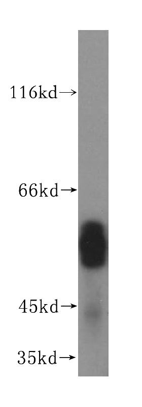 mouse lung tissue were subjected to SDS PAGE followed by western blot with Catalog No:110798(FUT11 antibody) at dilution of 1:500