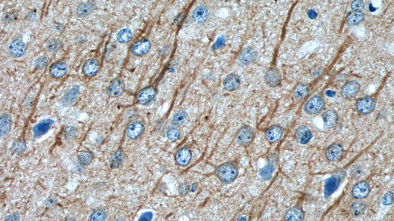 Immunohistochemistry of paraffin-embedded mouse brain tissue slide using Catalog No:110460(FAM114A1 Antibody) at dilution of 1:50 (under 40x lens)