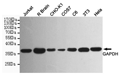 Western blot detection of GAPDH in Hela,3T3,C6,COS7,CHO-K1,Rat brain and Jurkat cell lysates using GAPDH mouse mAb (1:5000 diluted).Predicted band size:36KDa.Observed band size:36KDa.