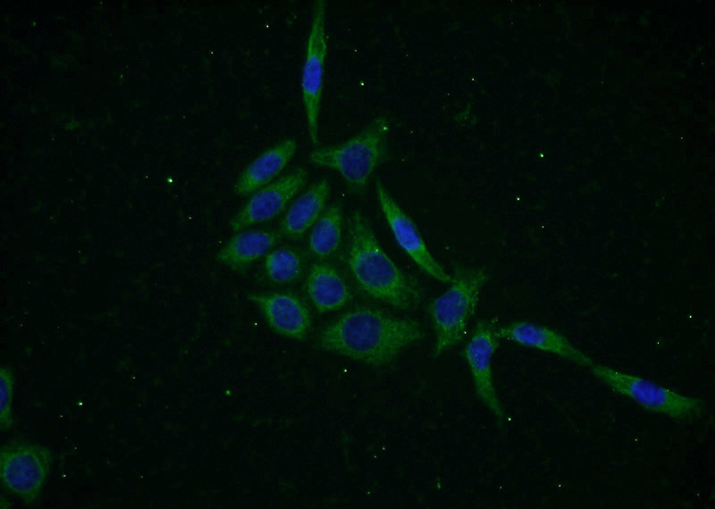 Immunofluorescent analysis of PC-3 cells using Catalog No:112089(KLHL12 Antibody) at dilution of 1:50 and Alexa Fluor 488-congugated AffiniPure Goat Anti-Rabbit IgG(H+L)