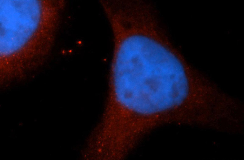 Immunofluorescent analysis of HepG2 cells, using NUMBL antibody Catalog No:113372 at 1:50 dilution and Rhodamine-labeled goat anti-rabbit IgG (red). Blue pseudocolor = DAPI (fluorescent DNA dye).
