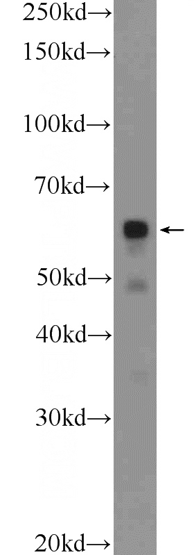 MCF-7 cells were subjected to SDS PAGE followed by western blot with Catalog No:113673(PDF Antibody) at dilution of 1:300