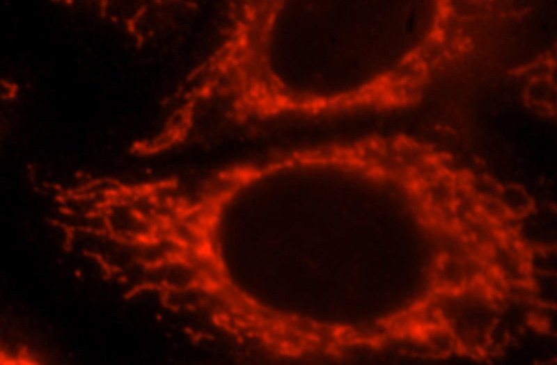Immunofluorescent analysis of HepG2 cells, using MRPS15 antibody Catalog No:112842 at 1:25 dilution and Rhodamine-labeled goat anti-rabbit IgG (red).