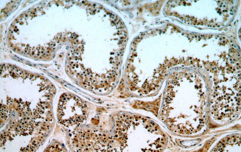Immunohistochemical of paraffin-embedded human testis using Catalog No:110037(DTX2 antibody) at dilution of 1:50 (under 10x lens)