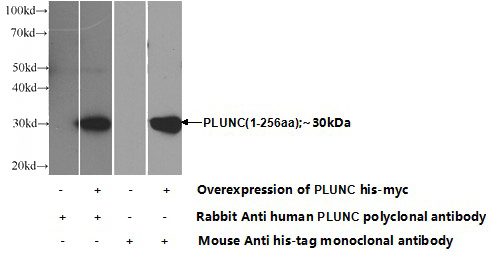 Transfected HEK-293 cells were subjected to SDS PAGE followed by western blot with Catalog No:114015(PLUNC Antibody) at dilution of 1:1000
