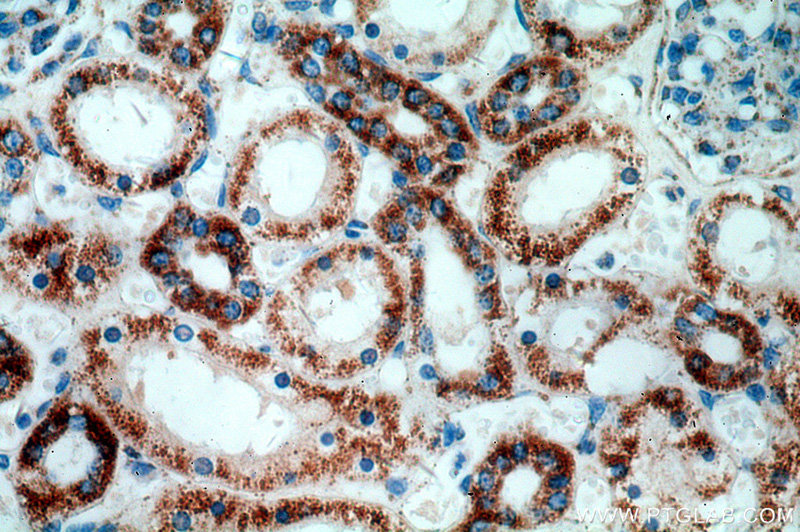 Immunohistochemical of paraffin-embedded human kidney using Catalog No:111332(HADH antibody) at dilution of 1:400 (under 40x lens)