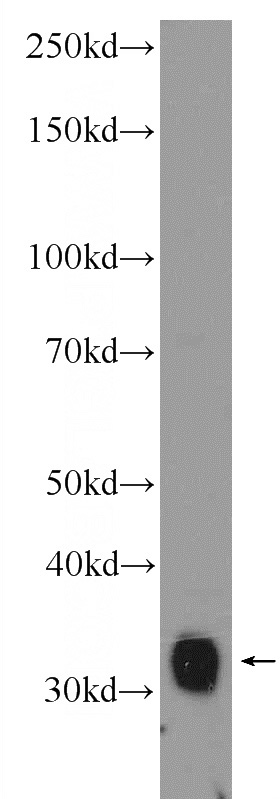 K-562 cells were subjected to SDS PAGE followed by western blot with Catalog No:108686(C1QBP Antibody) at dilution of 1:1000
