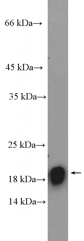 HepG2 cells were subjected to SDS PAGE followed by western blot with Catalog No:109212(CHCHD2 Antibody) at dilution of 1:600
