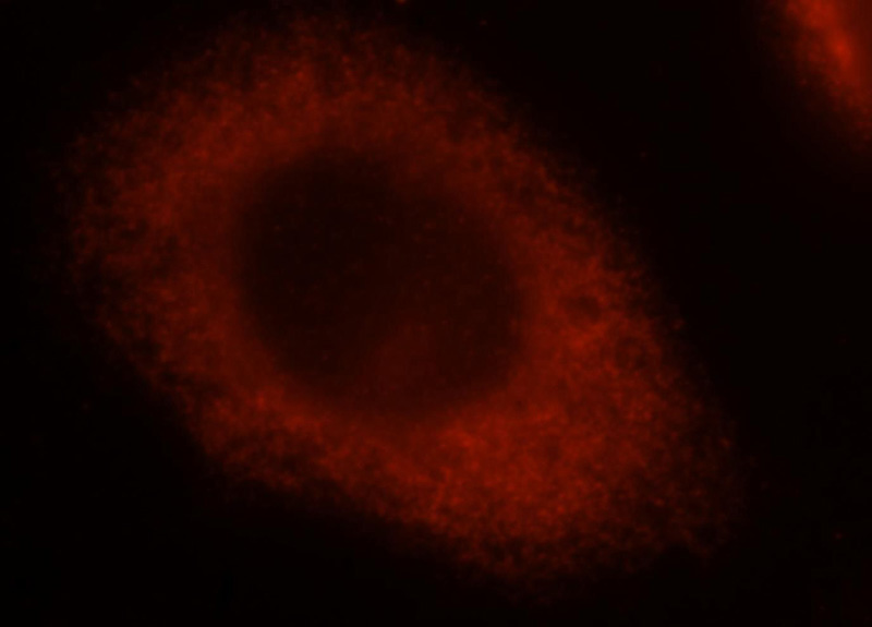 Immunofluorescent analysis of MCF-7 cells, using PA2G4 antibody Catalog No:113472 at 1:25 dilution and Rhodamine-labeled goat anti-rabbit IgG (red).