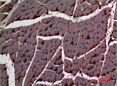 Immunohistochemical analysis of paraffin-embedded rat-muscle, antibody was diluted at 1:100