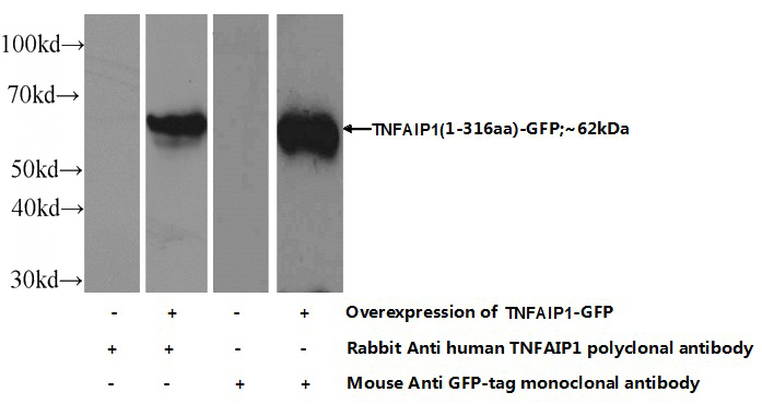 Transfected HEK-293 cells were subjected to SDS PAGE followed by western blot with Catalog No:116285(TNFAIP1 Antibody) at dilution of 1:1000