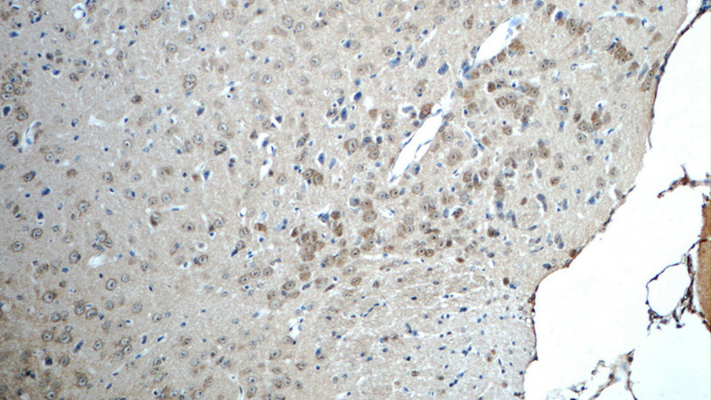 Immunohistochemistry of paraffin-embedded mouse brain tissue slide using Catalog No:115018(SCRG1 Antibody) at dilution of 1:50 (under 10x lens)