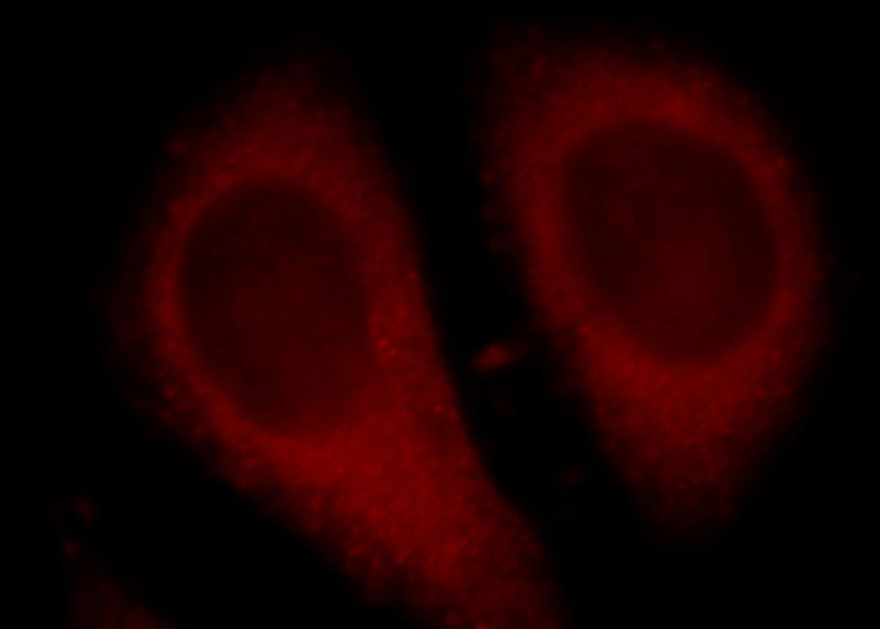 Immunofluorescent analysis of HepG2 cells, using C13orf18 antibody Catalog No:108652 at 1:25 dilution and Rhodamine-labeled goat anti-rabbit IgG (red).
