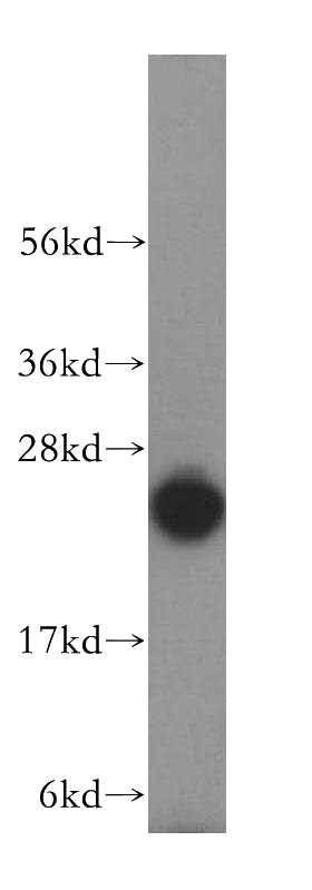 HeLa cells were subjected to SDS PAGE followed by western blot with Catalog No:112021(KCTD5 antibody) at dilution of 1:500