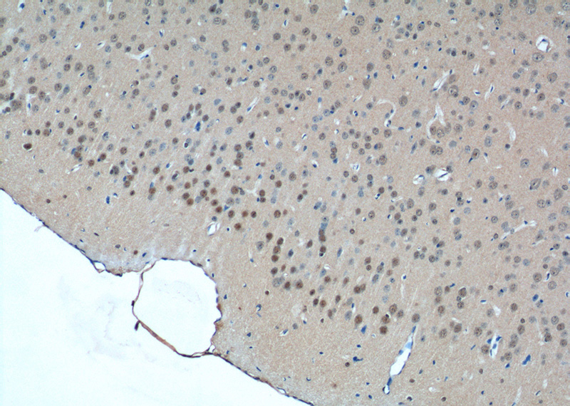 Immunohistochemistry of paraffin-embedded mouse brain tissue slide using Catalog No:109099(CDC26 Antibody) at dilution of 1:50 (under 10x lens)