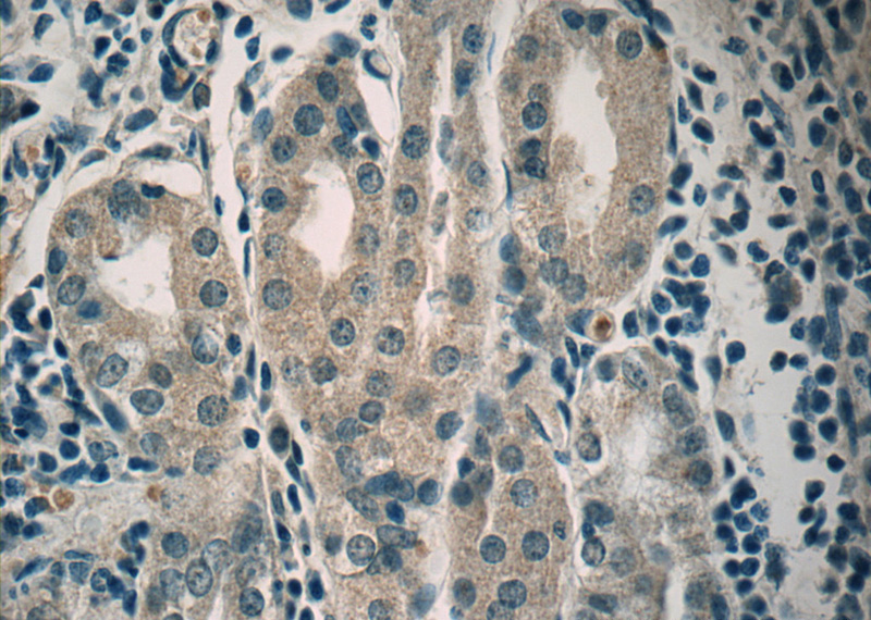 Immunohistochemistry of paraffin-embedded human stomach tissue slide using Catalog No:107795(ADM2 Antibody) at dilution of 1:50 under 40x lens