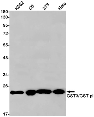 Western blot detection of GST3/GST pi in K562,C6,3T3,Hela cell lysates using GST3/GST pi Rabbit pAb(1:1000 diluted).Predicted band size:23kDa.Observed band size:23kDa.