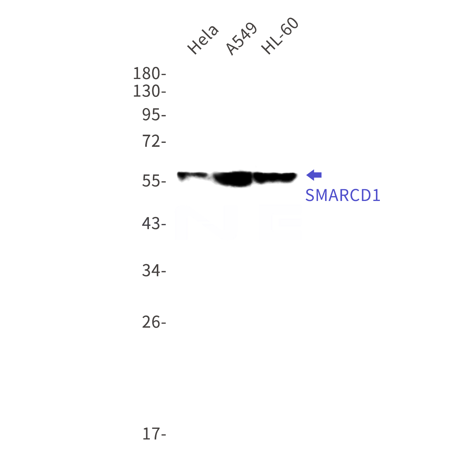 Western blot detection of SMARCD1 in Hela,A549,HL-60 cell lysates using SMARCD1 Rabbit mAb(1:1000 diluted).Predicted band size:58kDa.Observed band size:58kDa.