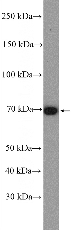 HeLa cells were subjected to SDS PAGE followed by western blot with Catalog No:110774(FZD8 Antibody) at dilution of 1:600
