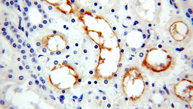 Immunohistochemical of paraffin-embedded human kidney using Catalog No:110403(ERBB4 antibody) at dilution of 1:100 (under 40x lens)