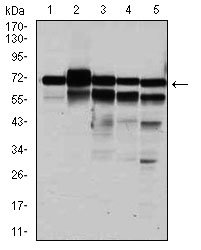 Western blot analysis using RPA1 mouse mAb against HeLa (1), MCF-7 (2), K562(3), A431(4), and COS-7 (6) cell lysate.