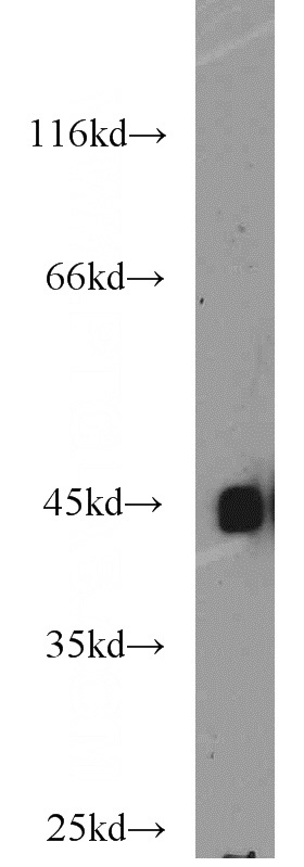 U-937 cells were subjected to SDS PAGE followed by western blot with Catalog No:117193(BMI1 antibody) at dilution of 1:1000