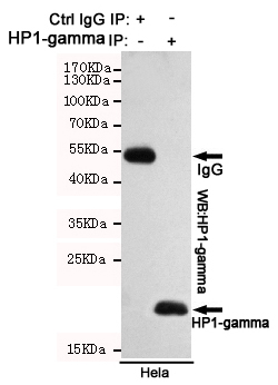Immunoprecipitation analysis of Hela cell lysates using HP1-gamma mouse mAb.