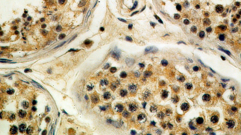 Immunohistochemical of paraffin-embedded human testis using Catalog No:115958(TEX13A antibody) at dilution of 1:100 (under 40x lens)