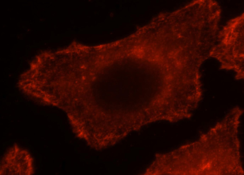 Immunofluorescent analysis of HepG2 cells, using LIMA1 antibody Catalog No:110388 at 1:25 dilution and Rhodamine-labeled goat anti-rabbit IgG (red).