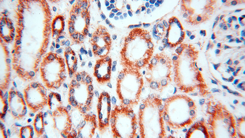 Immunohistochemical of paraffin-embedded human kidney using Catalog No:115557(SPATS2L antibody) at dilution of 1:100 (under 40x lens)