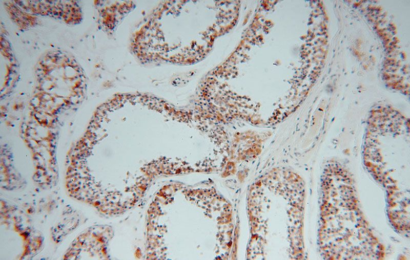 Immunohistochemical of paraffin-embedded human testis using Catalog No:109655(CYB5B antibody) at dilution of 1:100 (under 10x lens)