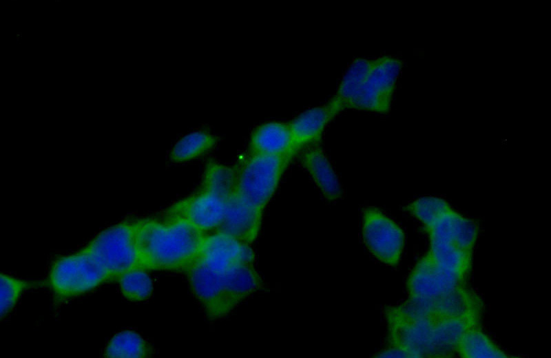 Immunofluorescent analysis of HEK-293 cells using Catalog No:108917(CAMK2B Antibody) at dilution of 1:50 and Alexa Fluor 488-congugated AffiniPure Goat Anti-Rabbit IgG(H+L)
