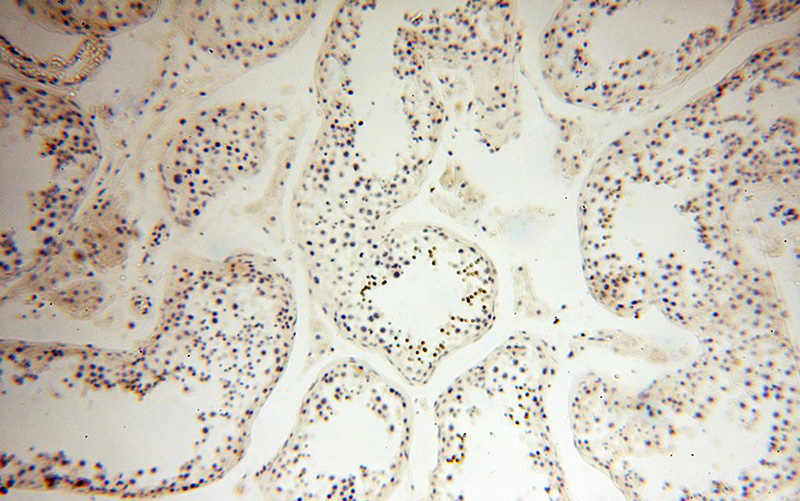 Immunohistochemical of paraffin-embedded human testis using Catalog No:111402(HEMGN antibody) at dilution of 1:100 (under 10x lens)