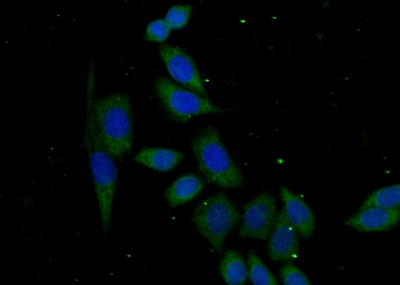 Immunofluorescent analysis of (-20oc Ethanol) fixed HeLa cells using Catalog No:108024(APOBEC2 Antibody) at dilution of 1:50 and Alexa Fluor 488-congugated AffiniPure Goat Anti-Rabbit IgG(H+L)