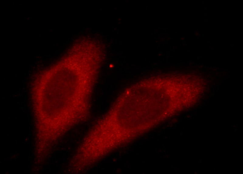 Immunofluorescent analysis of HepG2 cells using Catalog No:107037 (CCT3 Antibody) at dilution of 1:50 and Rhodamine-labeled goat anti-mouse IgG (red).