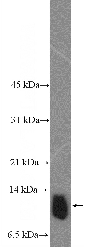 A431 cells were subjected to SDS PAGE followed by western blot with Catalog No:114959(S100A16 Antibody) at dilution of 1:300