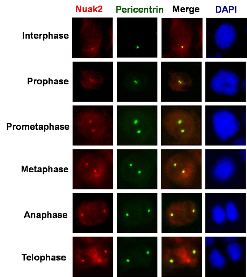 NIH3T3 cells on cover slips fixed and staining with anti-NUAK2 (Catalog No:113402,1:100;Rabbit polyclonal -Red) and anti-pericentrin(centrosome Marker; McAb-Green). The photo shows the centrosome in cell cycle: Interphase, Prophase, Prometaphase, Metaphase, Anaphase and Telophase. DAPI was used to stain the cell nuclei (blue) at a concentration of 1ug/ml.(from Dr. Zineldeen Doaa Hussein) 