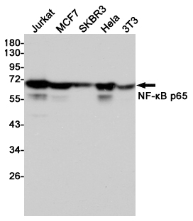 Western blot detection of NF-κB p65 in Jurkat,MCF7,SKBR3,Hela and 3T3 cell lysates using NF-κB p65 mouse mAb(dilution 1:1000).Predicted band size:65kDa.Observed band size:65kDa.