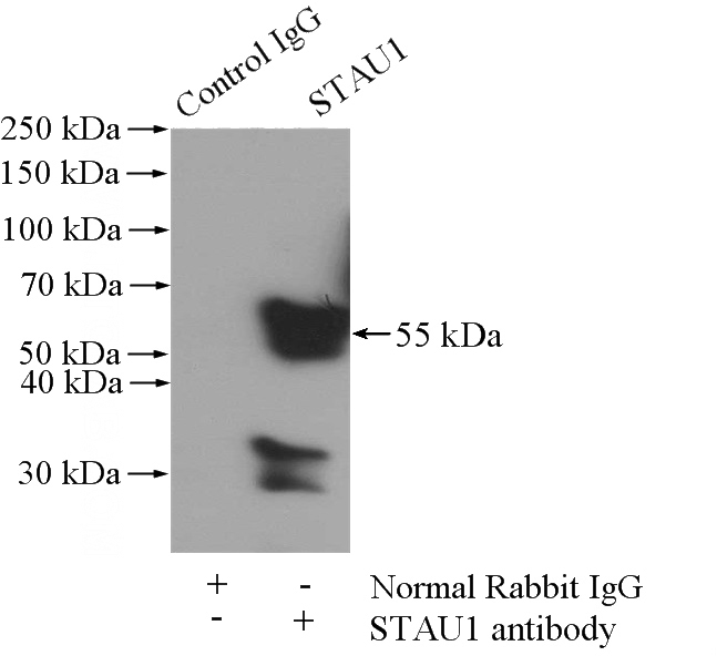 IP Result of anti-STAU1 (IP:Catalog No:115699, 4ug; Detection:Catalog No:115699 1:500) with mouse brain tissue lysate 3440ug.