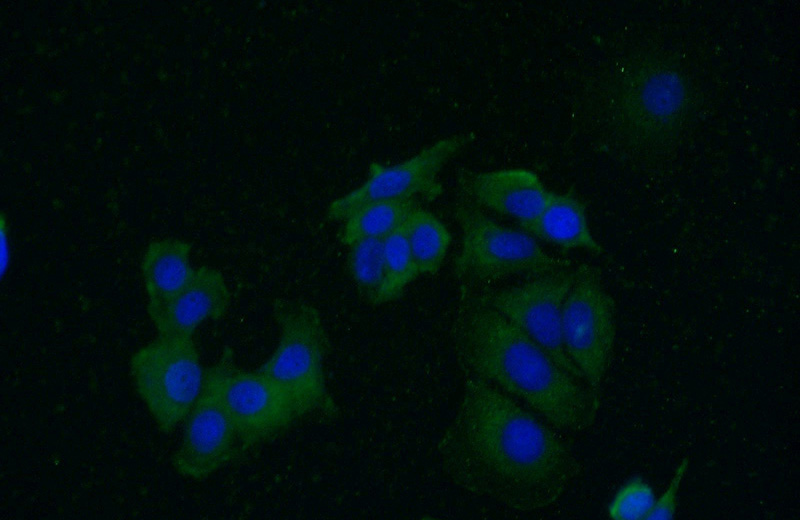 Immunofluorescent analysis of (-20oc Ethanol) fixed MCF-7 cells using Catalog No:110579(FAM175A Antibody) at dilution of 1:50 and Alexa Fluor 488-congugated AffiniPure Goat Anti-Rabbit IgG(H+L)