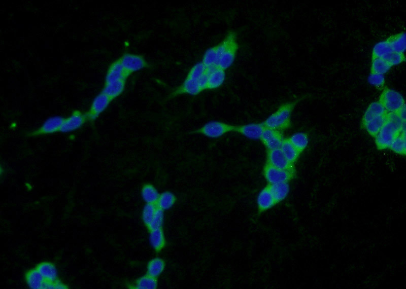 Immunofluorescent analysis of HEK-293 cells using Catalog No:113923(PLA2G12A Antibody) at dilution of 1:50 and Alexa Fluor 488-congugated AffiniPure Goat Anti-Rabbit IgG(H+L)