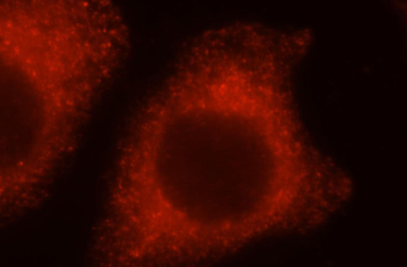 Immunofluorescent analysis of MCF-7 cells, using PRKCDBP antibody Catalog No:114199 at 1:25 dilution and Rhodamine-labeled goat anti-rabbit IgG (red).