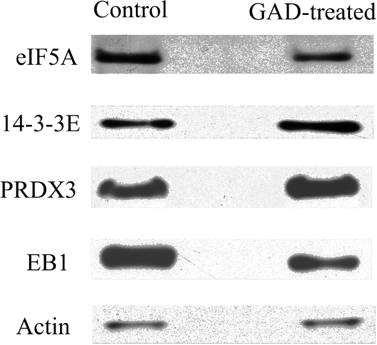 WB result from Qing-Xi Yue, (PMID:20449493); “Control” and “GAD-treated” above the panel represent the control cells and HeLa cells treated with 10 μMGAD for 48 h, respectively. Each blot is the representative result of three independent experiments.