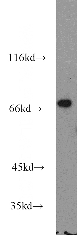 NIH/3T3 cells were subjected to SDS PAGE followed by western blot with Catalog No:110277(ELF4 antibody) at dilution of 1:1000