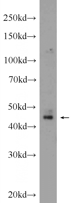 HepG2 cells were subjected to SDS PAGE followed by western blot with Catalog No:108359(BARHL2 Antibody) at dilution of 1:300
