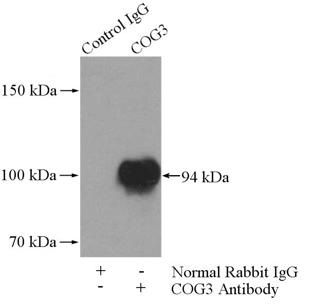 IP Result of anti-COG3 (IP:Catalog No:109368, 4ug; Detection:Catalog No:109368 1:500) with HeLa cells lysate 1200ug.