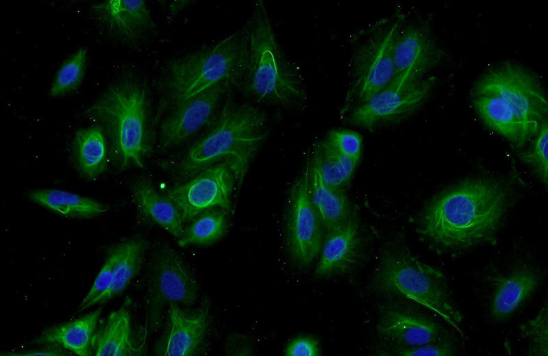 Immunofluorescent analysis of A549 cells using Catalog No:108717(C2orf67 Antibody) at dilution of 1:50 and Alexa Fluor 488-congugated AffiniPure Goat Anti-Rabbit IgG(H+L)