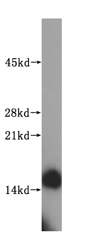 human heart tissue were subjected to SDS PAGE followed by western blot with Catalog No:115785(ARIP2; SYNJ2BP antibody) at dilution of 1:500